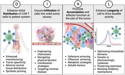 DIALing-up the preclinical characterization of gene-modified adoptive cellular immunotherapies